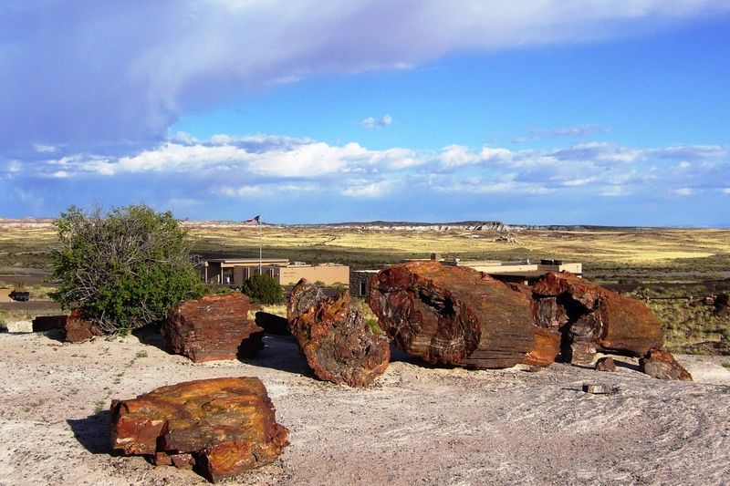 Giant Logs