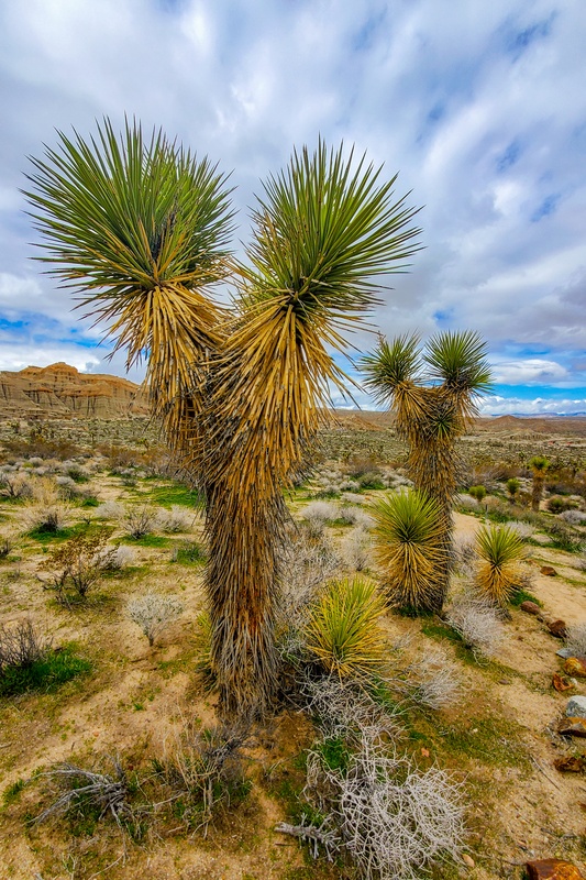 Desert View Nature Trail