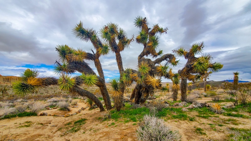Desert View Nature Trail