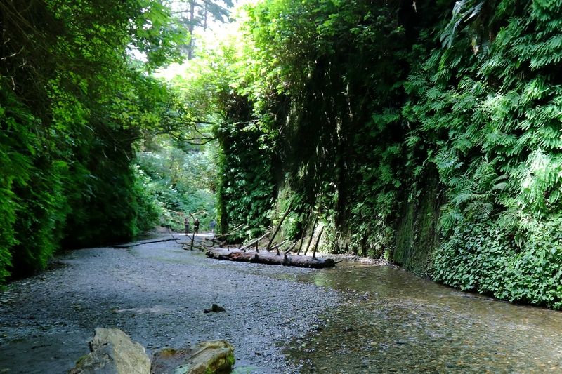 Fern Canyon
