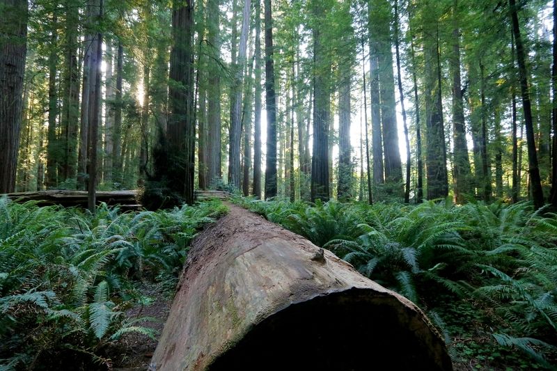 Stout Grove