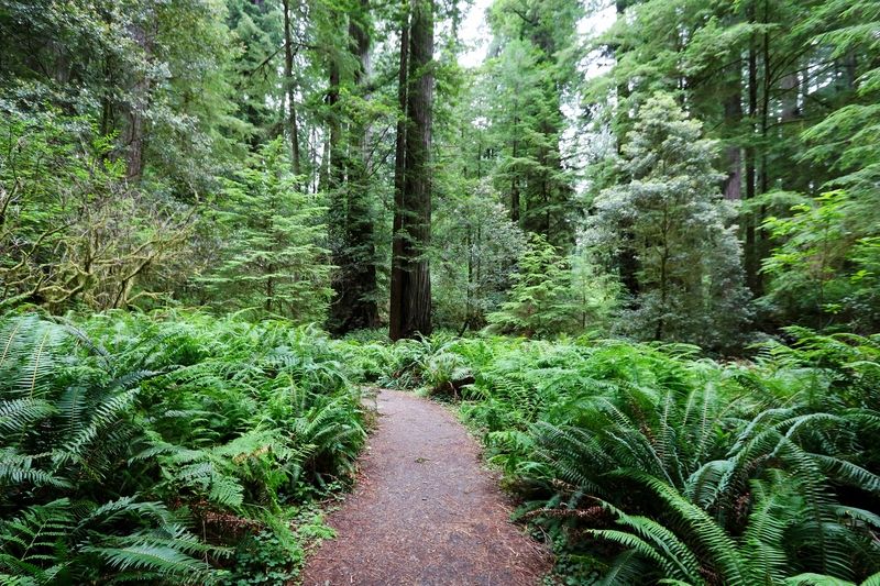 Simpson-Reed Trail