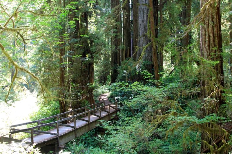 Miner's Ridge Trail and James Irvine Trail Loop