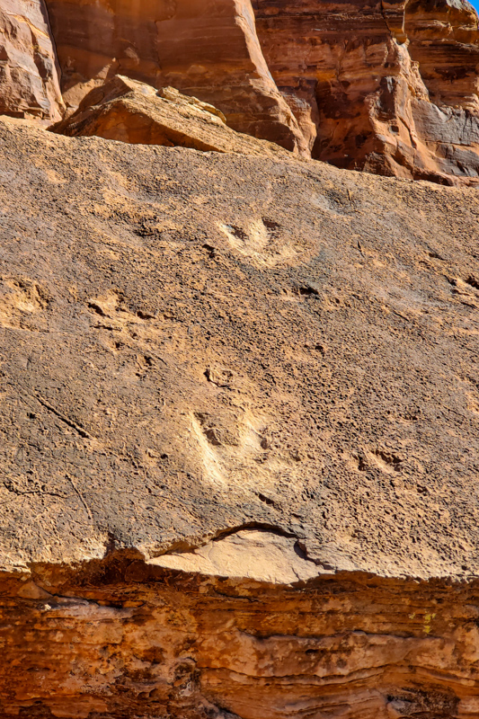 Poison Spider Dinosaur Tracks