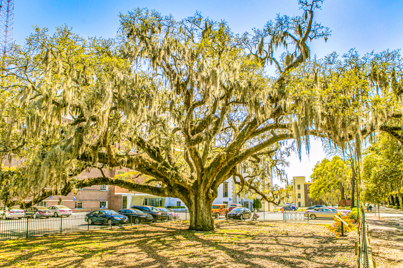 Candler Oak