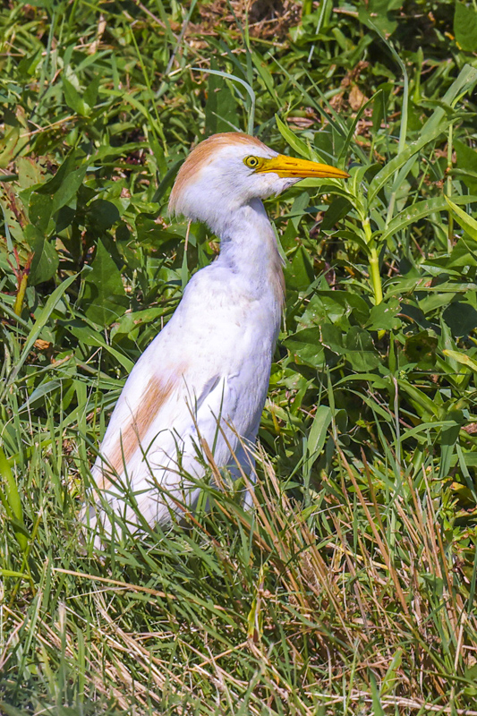 Savannah National Wildlife Refuge