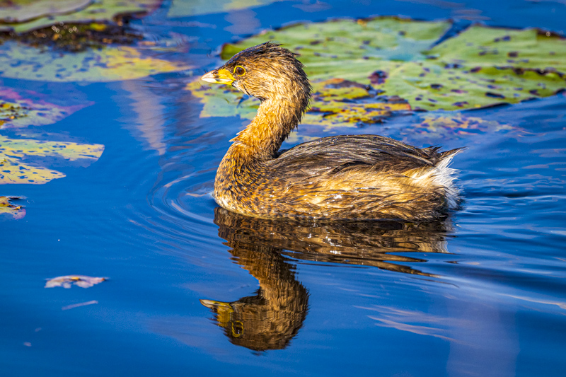 Savannah National Wildlife Refuge