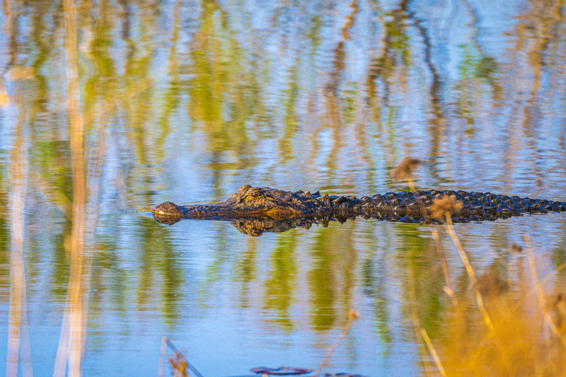 Savannah National Wildlife Refuge
