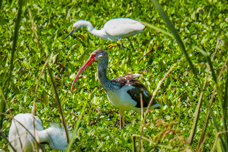 Savannah National Wildlife Refuge