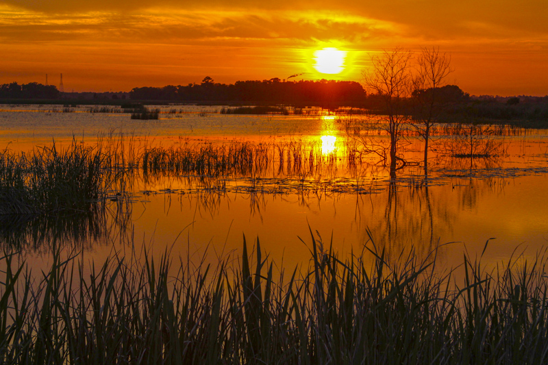 Savannah National Wildlife Refuge
