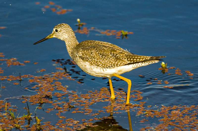 Savannah National Wildlife Refuge