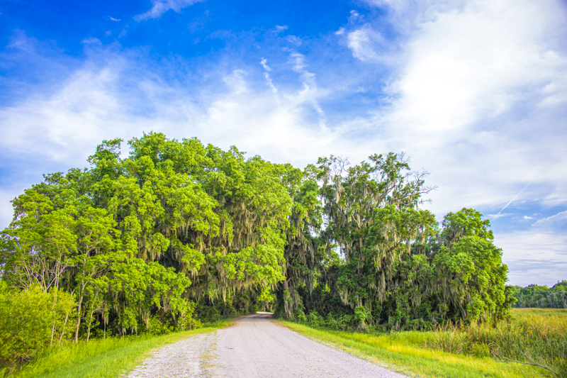 Laurel Hill Wildlife Drive