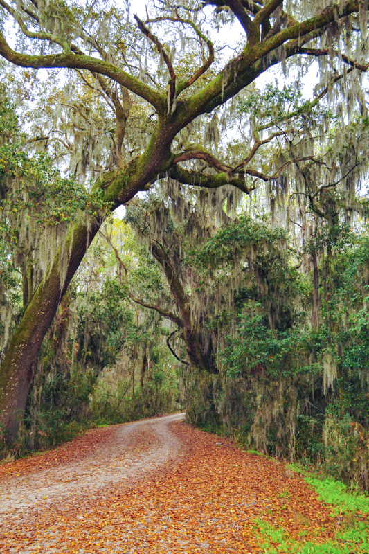 Laurel Hill Wildlife Drive