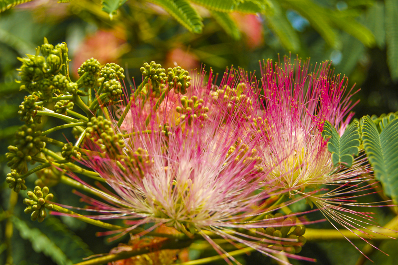 Savannah National Wildlife Refuge