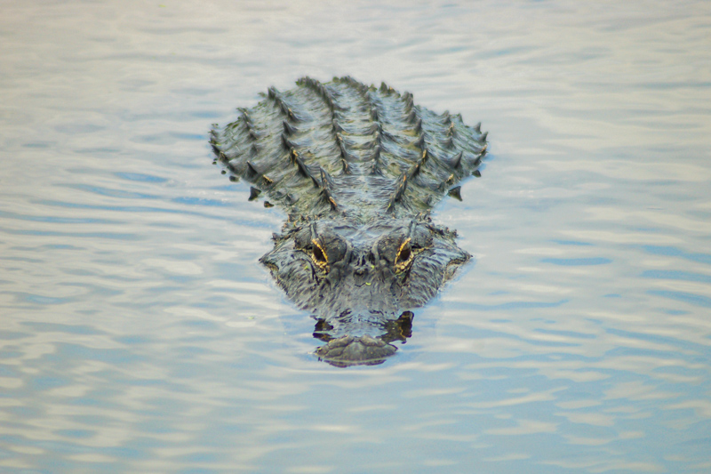 Savannah National Wildlife Refuge