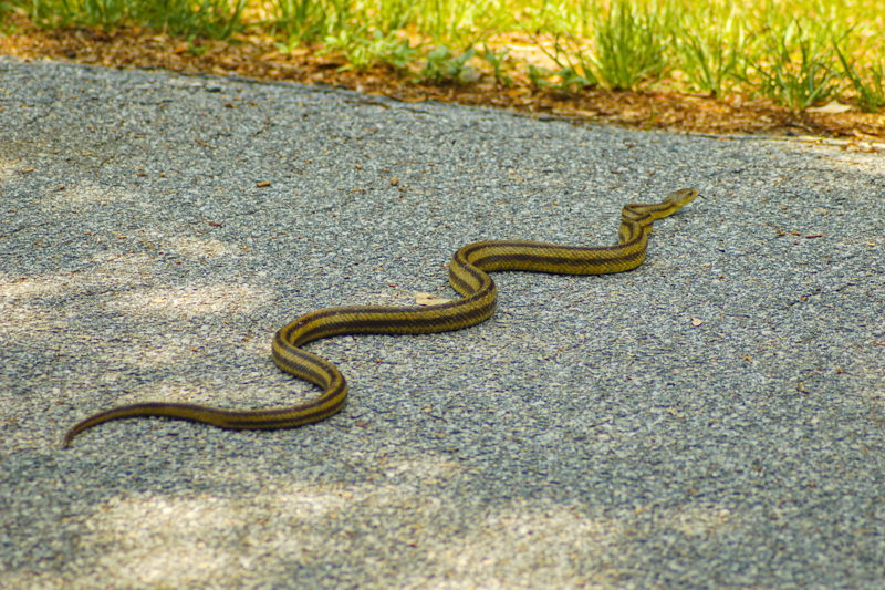 Savannah National Wildlife Refuge