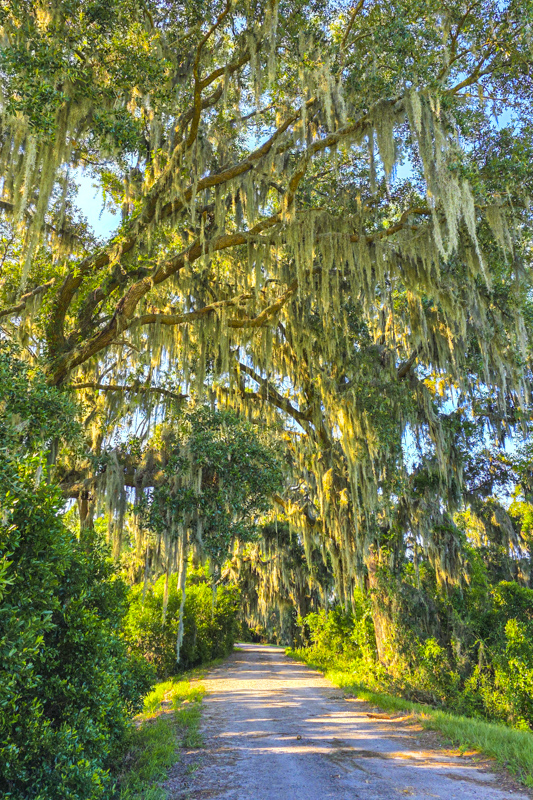 Laurel Hill Wildlife Drive