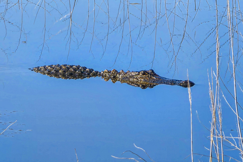 Savannah National Wildlife Refuge