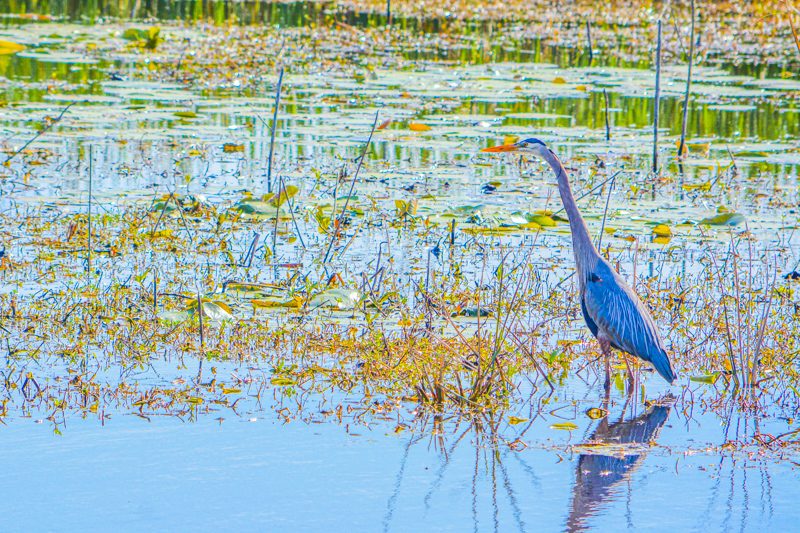 Savannah National Wildlife Refuge