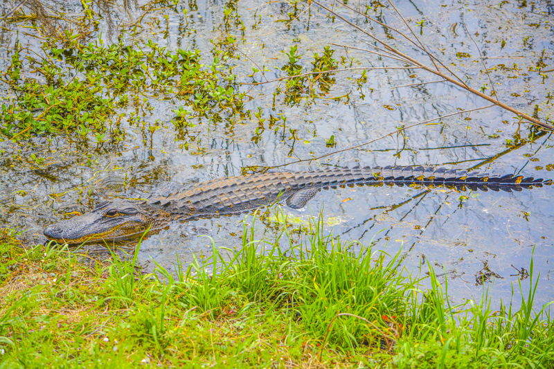 Savannah National Wildlife Refuge