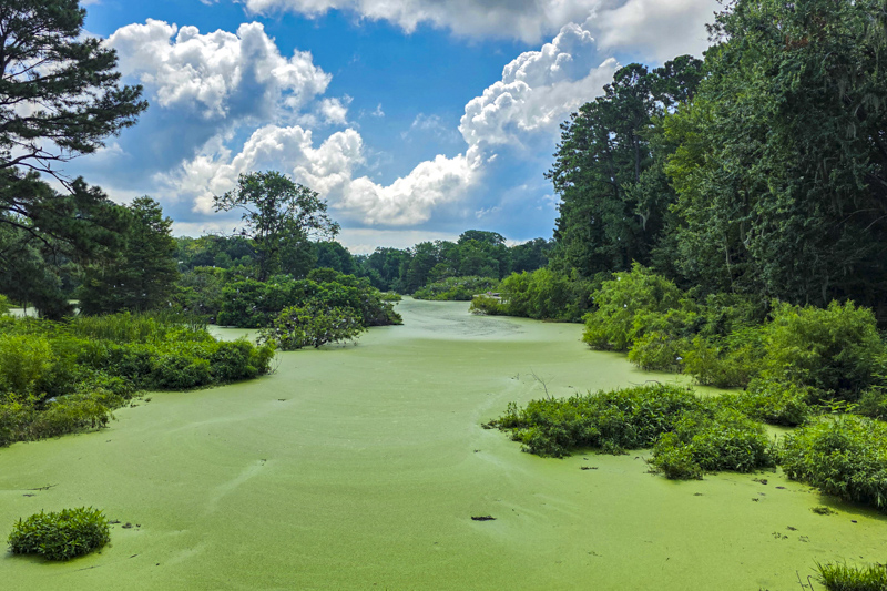 Cypress Wetlands