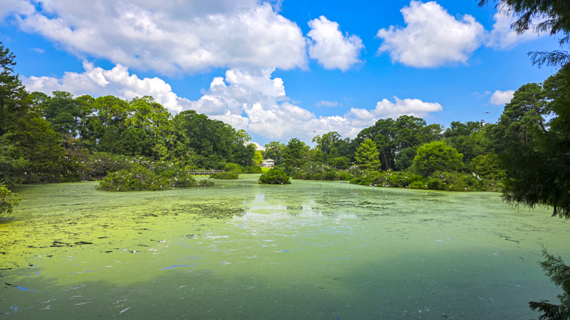 Cypress Wetlands