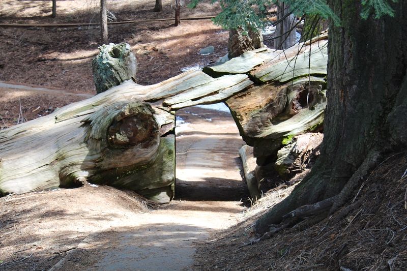Sequoia Tunnel