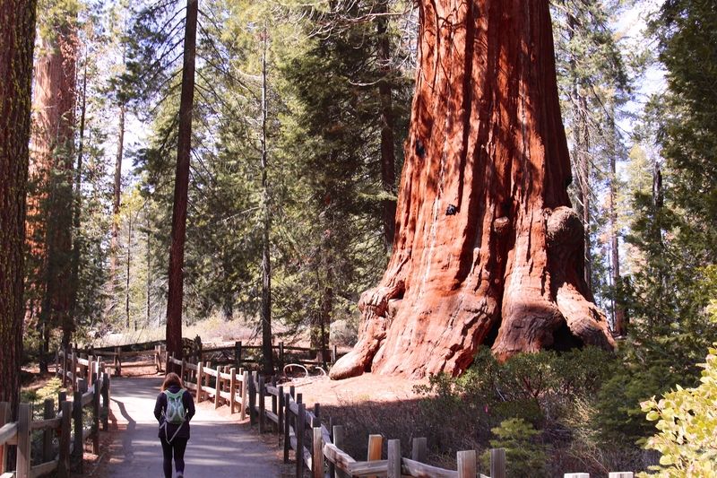 Lincoln Tree