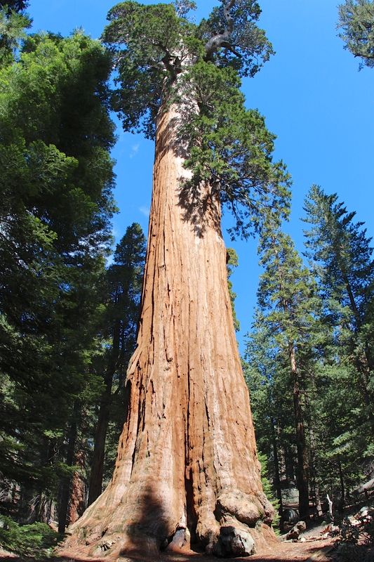 General Grant Tree