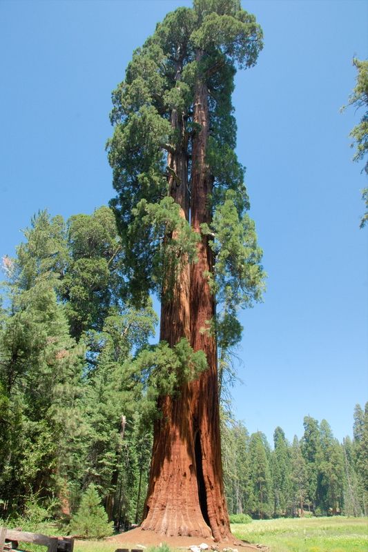 Big Trees Trail