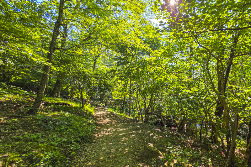 Dark Hollow Falls Trail