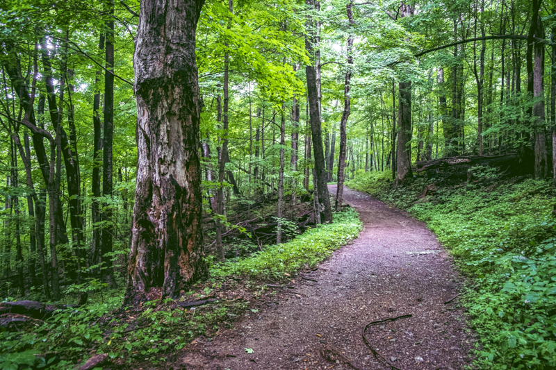 South River Falls Trail