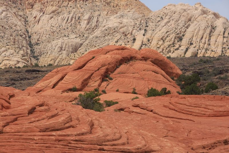 Petrified Dunes Trail