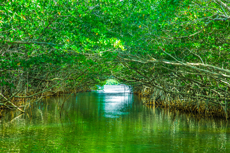 Swamp