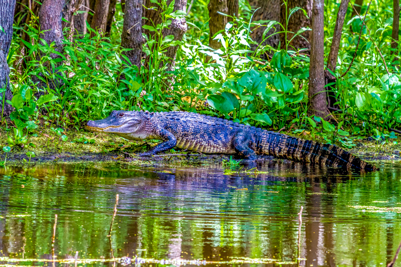 Alligator