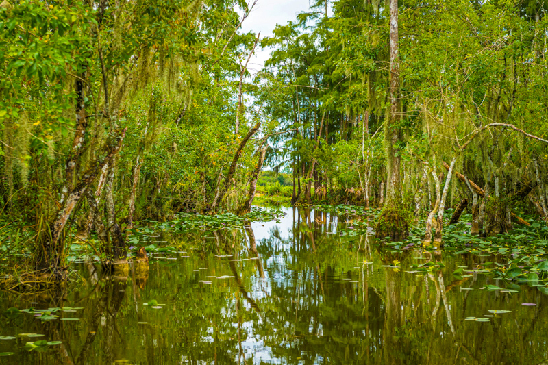 Swamp Tour aux USA