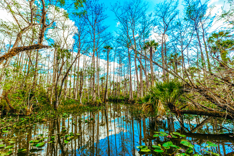 Bayou