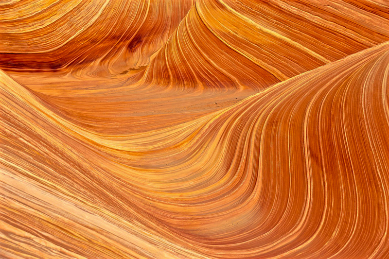 The Wave