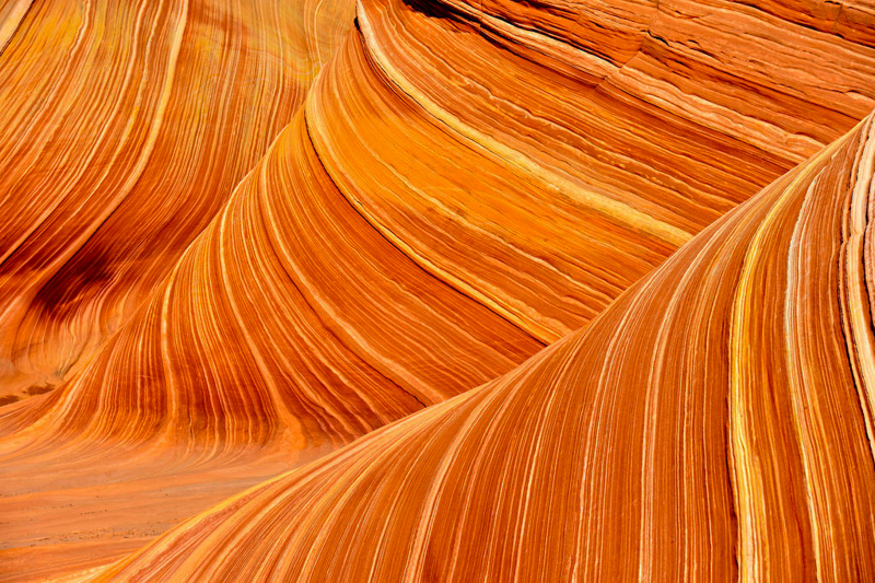 The Wave