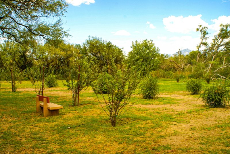 Verger (Orchard)