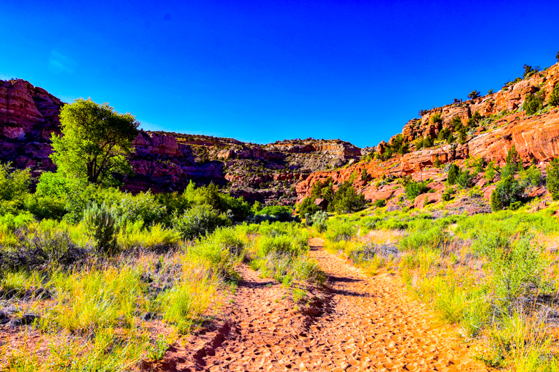 Lower Calf Creek Falls Trail