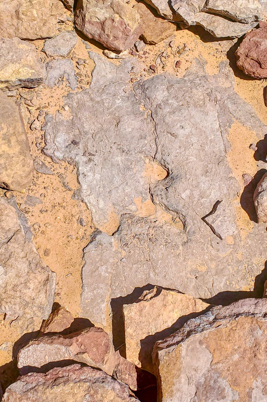 Dinosaur footprint