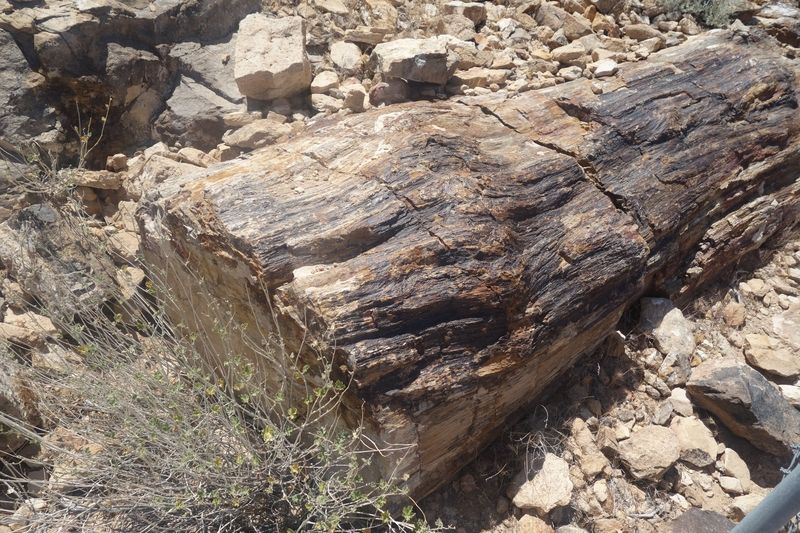 Petrified Logs