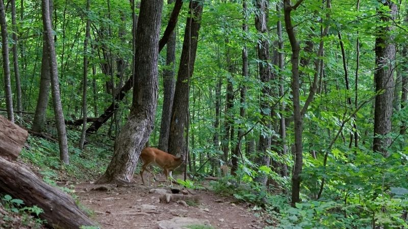 South River Falls Trail