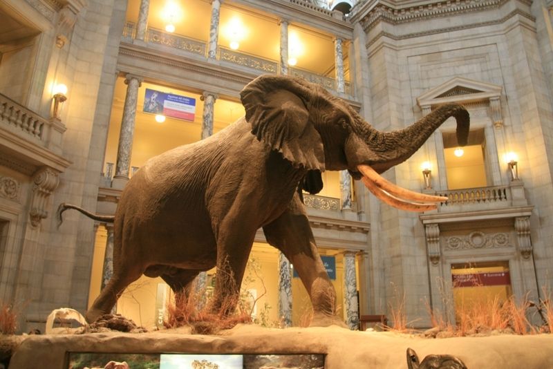 National Museum of Natural History