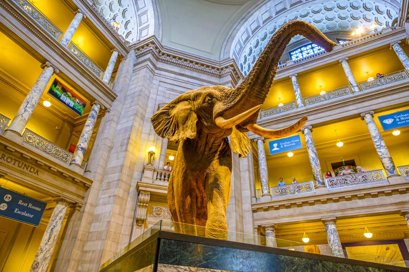 National Museum of Natural History