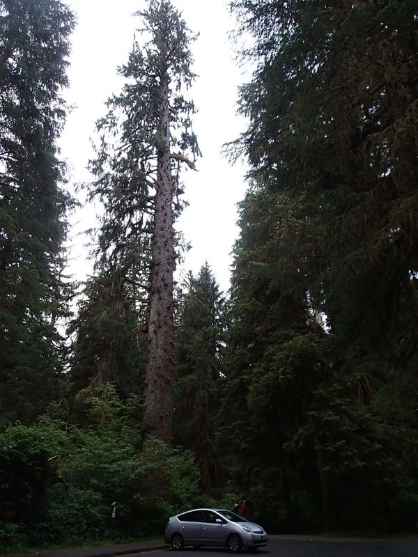 Big Sitka Spruce Tree