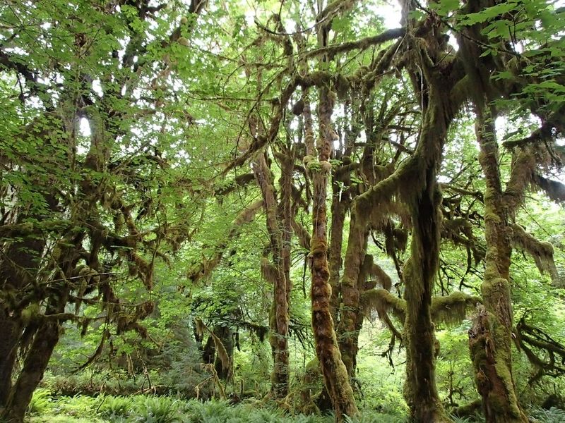 Hoh Rain Forest