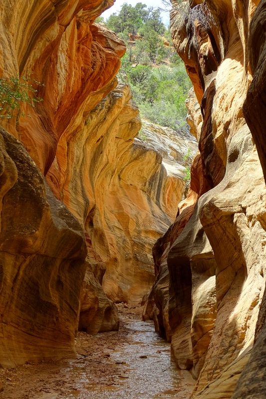Willis Creek Slot Canyon