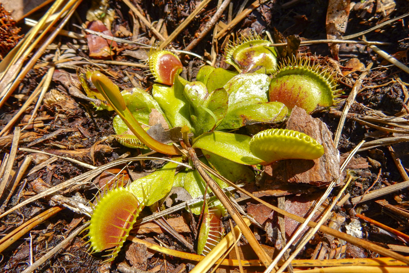 Carolina Beach State Park